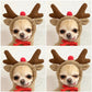 Cute Fruit Dog Clothes