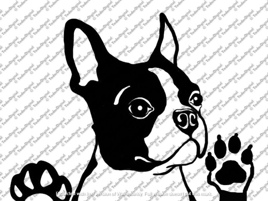 il_fullxfull.6200567227_g43a.jpg Boston Terrier SVG – Dog Clipart, Vector Graphics (Digital Download) - Image 1